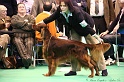 Crufts2011_2 026